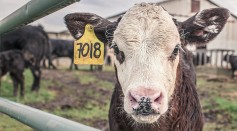  Bovine Tuberculosis Detected in Montana Beef Cattle Herd Prompting Mass Testing, Quarantine