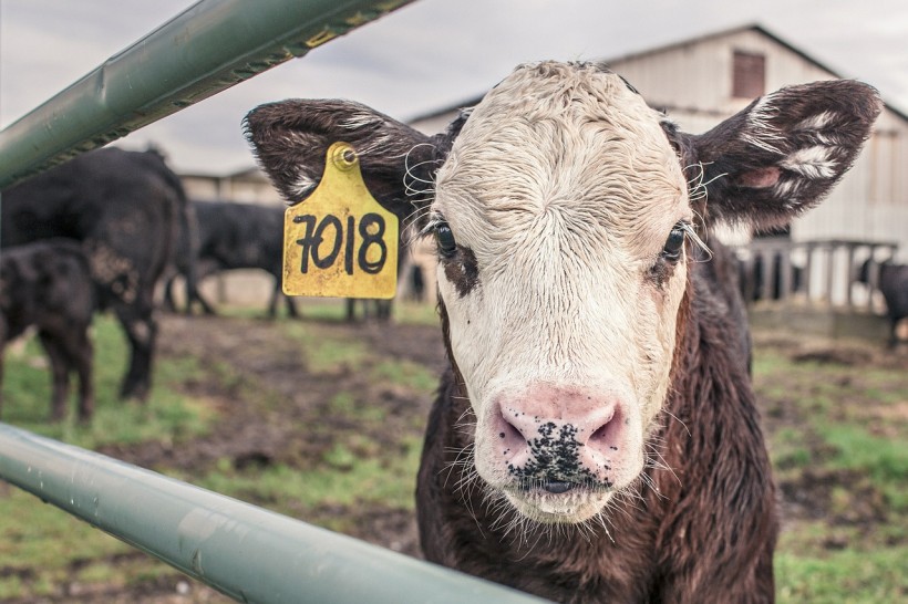  Bovine Tuberculosis Detected in Montana Beef Cattle Herd Prompting Mass Testing, Quarantine