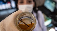 Chilean biotechnologist Nadac Reales shows a nail and screw inside a jar with metal-eater bacteria in her laboratory at a mining site in Antofagasta