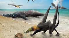 Re-creation of the type of pterosaur discovered in a Chilean desert.