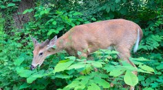 Science Times - US Deer in Danger As Universally Deadly Diseases Spread Across the Nation