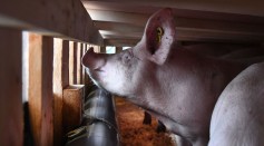Science Times - African Swine Fever Spreads Anew; Reports Describe It as Another Global Pandemic, This Time Among Pigs