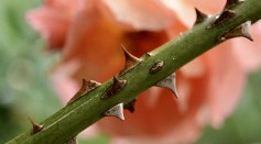  Rose Thorn-Inspired Nanoengineered Antiviral Dressing Material Can Treat Herpes Simplex