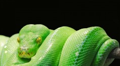 Snakes Evolved Rapidly After Mass Extinction 66 Million Years Ago; Evolved with Diet Expansion