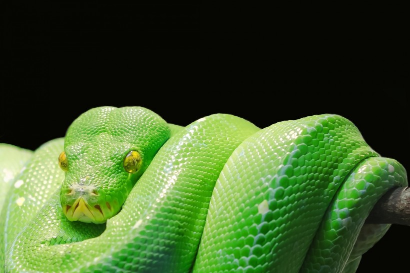 Snakes Evolved Rapidly After Mass Extinction 66 Million Years Ago; Evolved with Diet Expansion