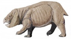 Dicynodont from PolandDB