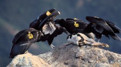 California-Condor