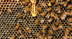 Social Distancing Observed in Honeybee Colony Under Parasitic Attack; Anti-Transmission Behaviour Evolved Against Common Threat
