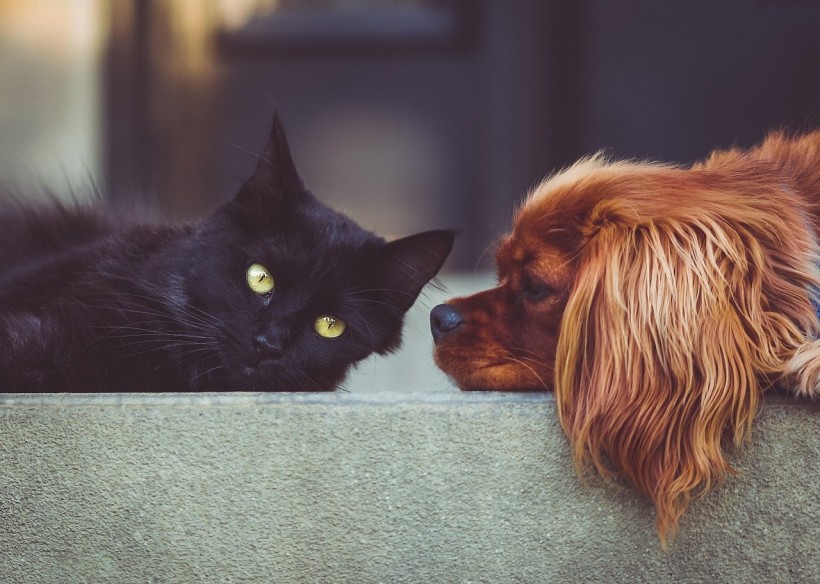 Science Times - COVID-19-Infected Man from Arizona Transmits the Virus to His Pets; First Ever Report of Human-to-Animal Coronavirus Transmission in the US