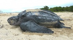 Leatherback sea turtle Tingla