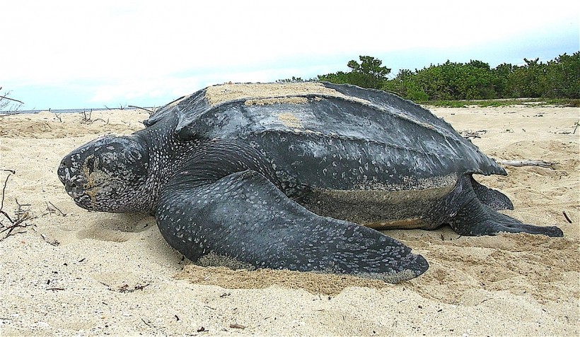 Leatherback sea turtle Tingla