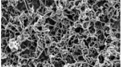 Nanofilaments-EMpicture