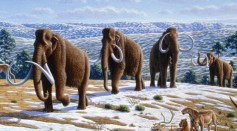 Woolly mammoth (Mammuthus primigenius) - Mauricio Antón