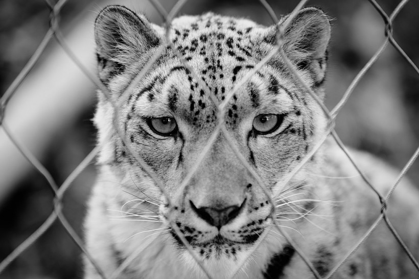 Snow Leopard Fence (edit)