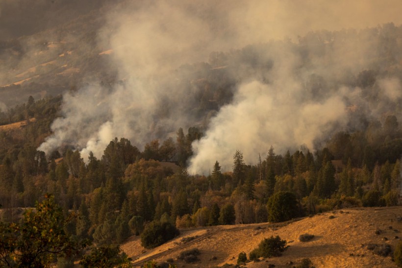 Science Times - Wildfires and Climate Shifts: Are They Causing Plant and Tree Species to Move, Wander to Cooler, Wetter Places?