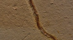 Tetrapodophis amplectus 3483