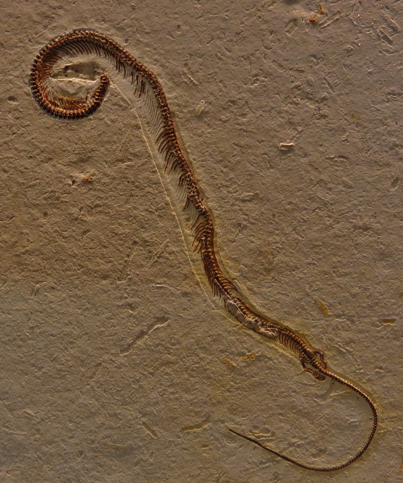 Tetrapodophis amplectus 3483