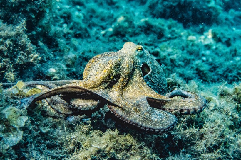 Underwater octopus
