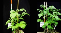 Developmental Series of Potato Plants