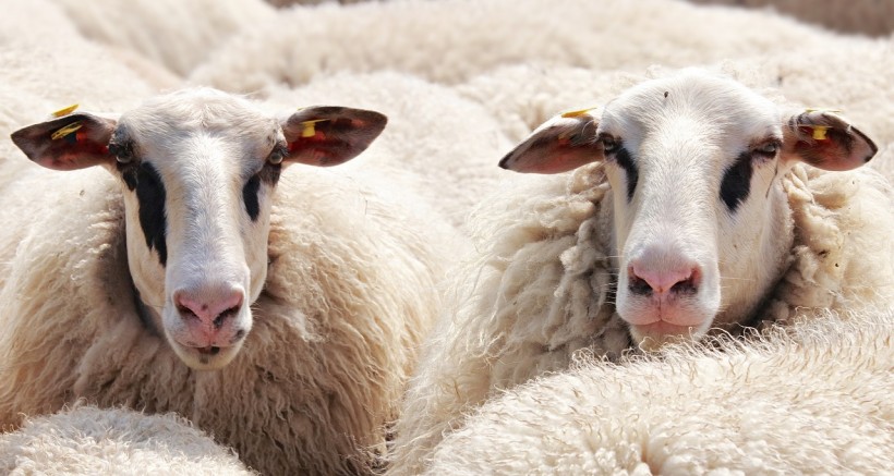 Science Times - COVID-19 in Sheep: New Study Revels Low Infection Risk for This Animal Type