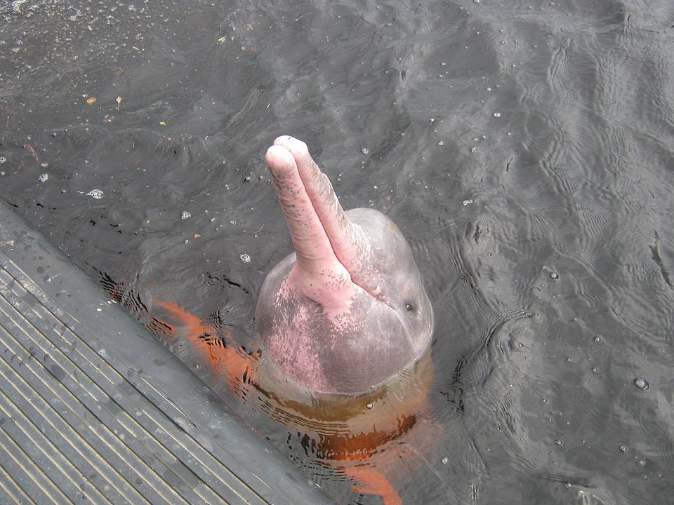 Dolphins Death Rate In Brazilian Amazon Continues To Rise Fishing Bycatch Suspected As Top Killers Of Marine Mammals Science Times