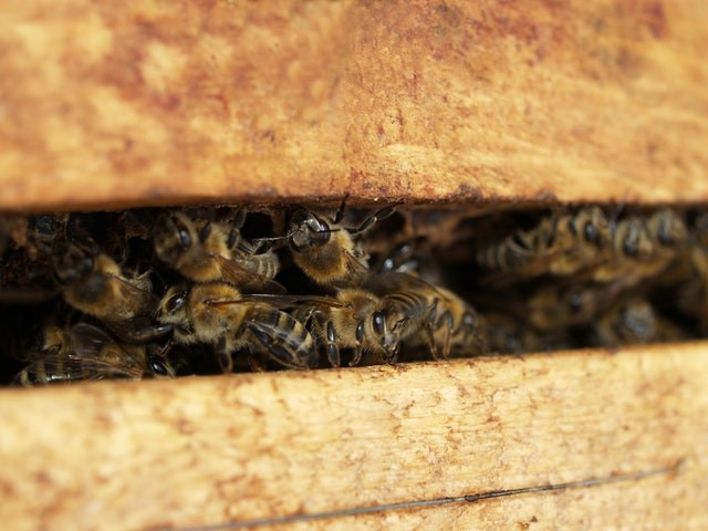 Science Times -  Beehives with Buzzing Residents Recovered; Bees Discovered Still Alive 50 Days After Being Buried