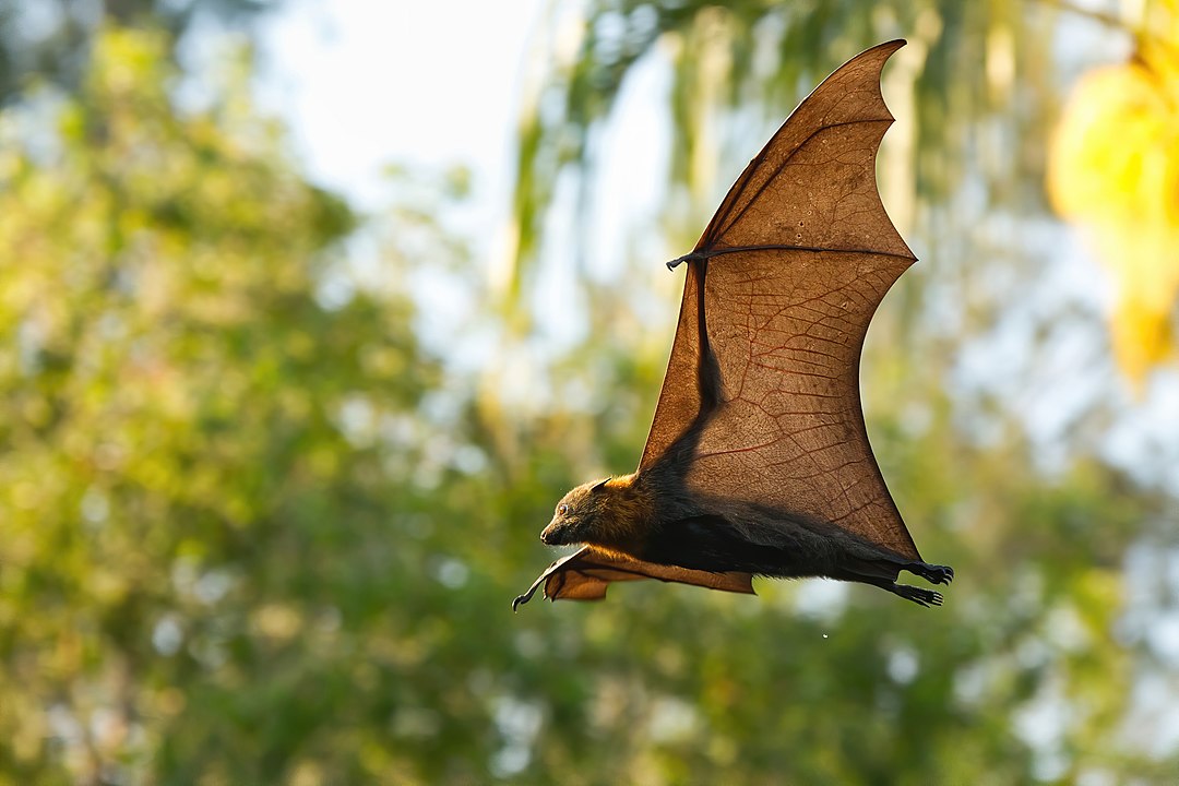 Echolocation: How Do Animals Like Bats Use This Hunting Technique For  Survival by Predicting Prey Movement? | Science Times