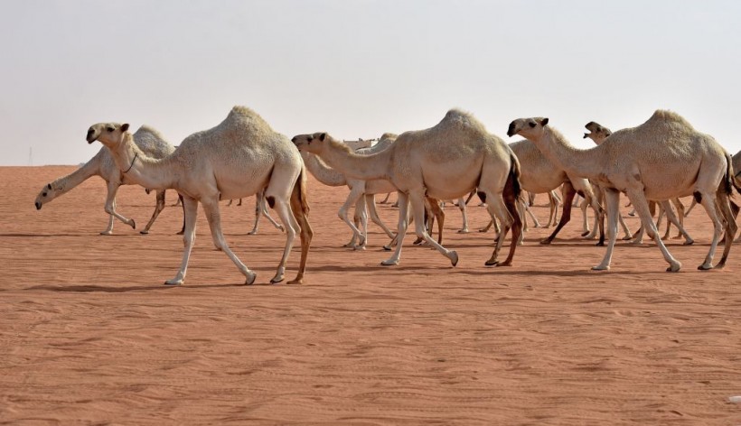 Science Times - 40 Contestants Disqualified from the 2021 Camel Beauty Contest; Breeders Found Using Botox, Other Cosmetic Procedures for Modification