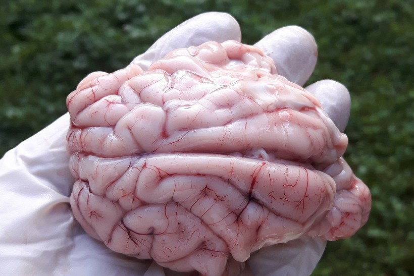  The brain of a roebuck