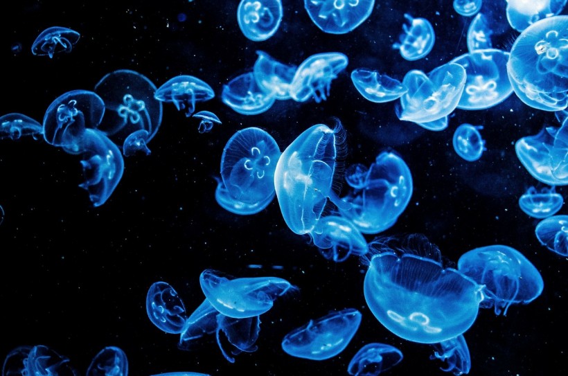  Glowing Neurons: Genetically Modified Jellyfish Gives Light on How Human Minds Work