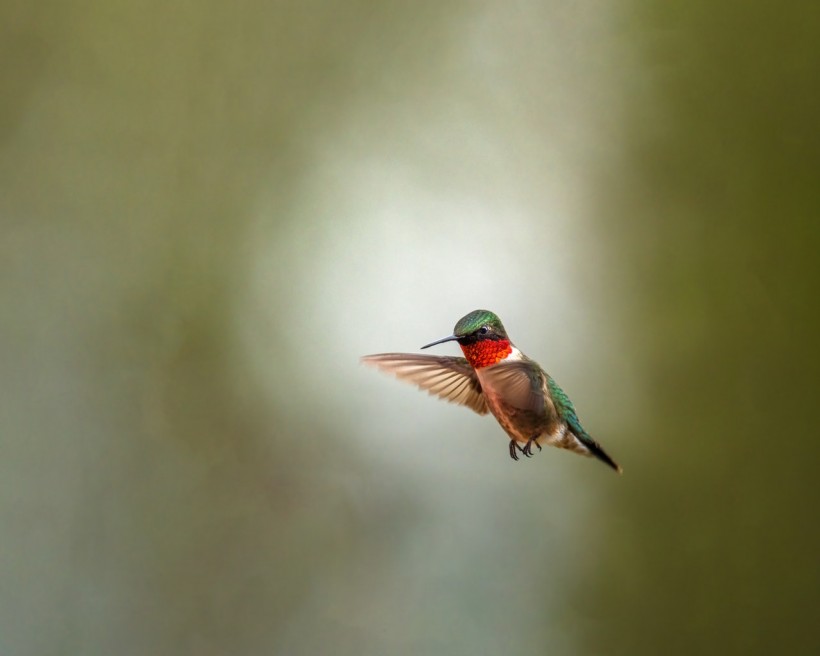 A Hummingbird Flying