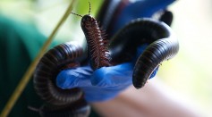Science Times - 1,300-Legged Millipede Discovered in Australia; New Study Reveals, the New Species is a Record Breaker