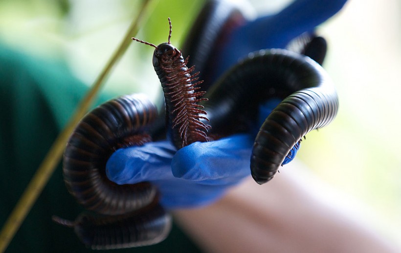 Science Times - 1,300-Legged Millipede Discovered in Australia; New Study Reveals, the New Species is a Record Breaker