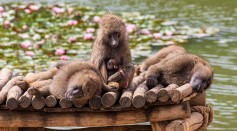  Social Conventions in Baboons Naturally Emerge Like in Humans, Study Shows