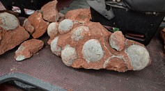Science Times - Rare Dinosaur Embryos Discovered by a Mining Company in 2015; Scientists Say It’s Curled Up in Its Fossil Egg