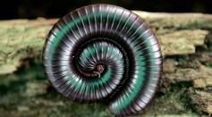 A coiled giant millipede rests on a log...