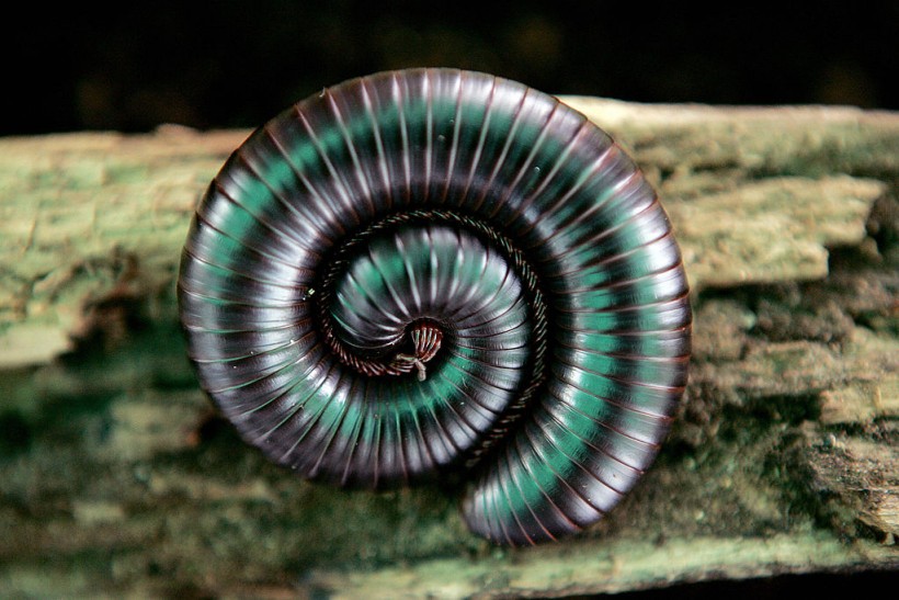 A coiled giant millipede rests on a log...