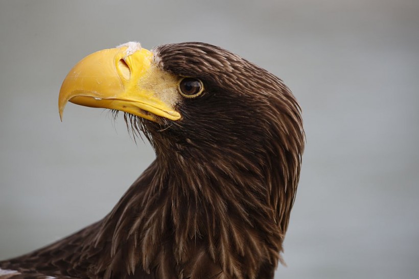 Science Times - Heaviest Eagle on Earth Spotted in North America, Species Native to Asia Almost 5,000 Miles Away