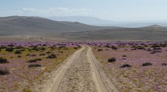 CHILE-DESERT-ATACAMA-BLOOMING