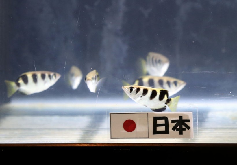 Japanese Fish Predict Who Wins Japan v Cote d'Ivoire World Cup Game