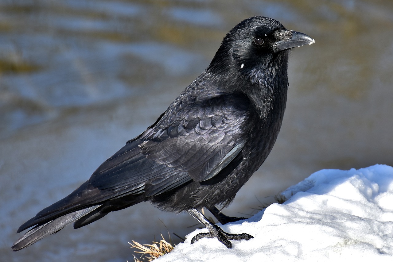 Smartest Animal in the Planet? Clever Crows Can Assign Value to Tools They  Use Just Like Humans | Science Times