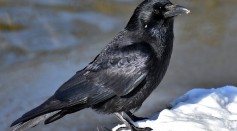 Smartest Animal in the Planet? Clever Crows Can Assign Value to Tools They Use Just Like Humans