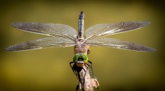 Dragonflies Could Potentially Replace Pesticides, Algerian Biologist Suggests