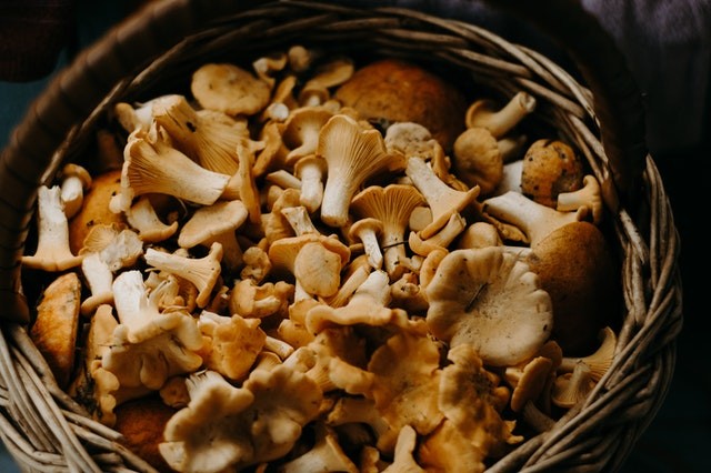 Science Times - Mushroom Consumption Alleviates Depression, Anxiety Symptoms; Here's What All-Encompassing Research Suggests