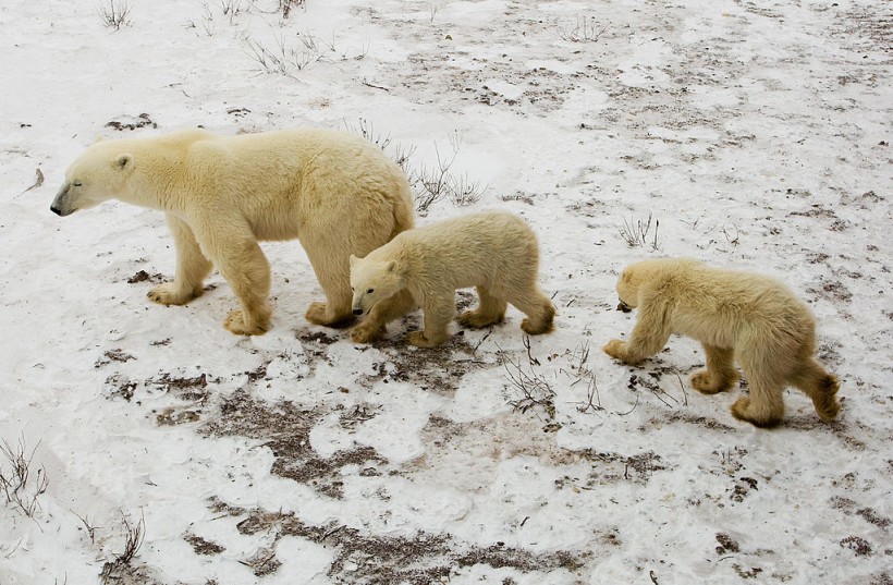 Science Times - Polar Bears: New Study Reveals How They Chase Reindeers for Food, Their Diet Changes Due to Climate Change
