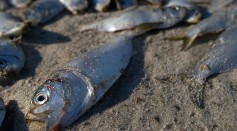 Thousands Of Dead Fish Found On North Carolina Beach