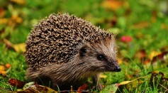  Bacteria on Hedgehog Developed Antibiotic Resistance in Response to Natural Skin Fungus That Produces Antibiotics