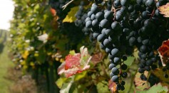 Wine Grapes Harvest