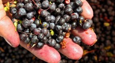 Science Times - Diabetes Improvement: Researchers Reveal How Bilberries Help Lower Blood Sugar Levels
