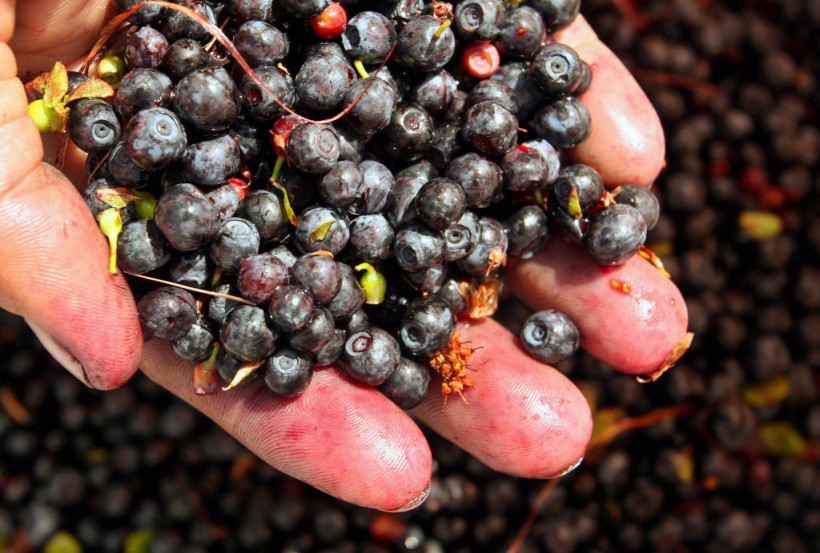 Science Times - Diabetes Improvement: Researchers Reveal How Bilberries Help Lower Blood Sugar Levels